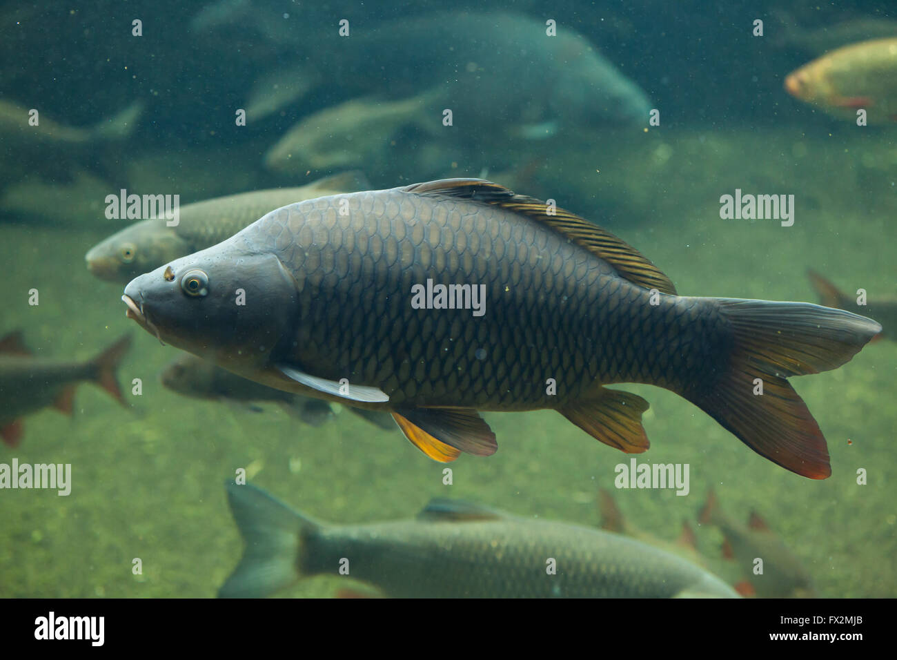 Eurasian carps hires stock photography and images Alamy