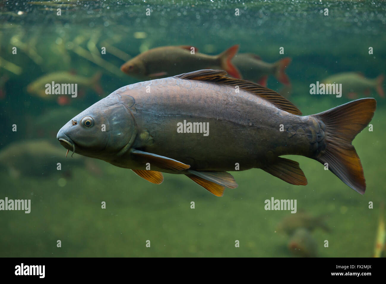 Eurasian carps hires stock photography and images Alamy