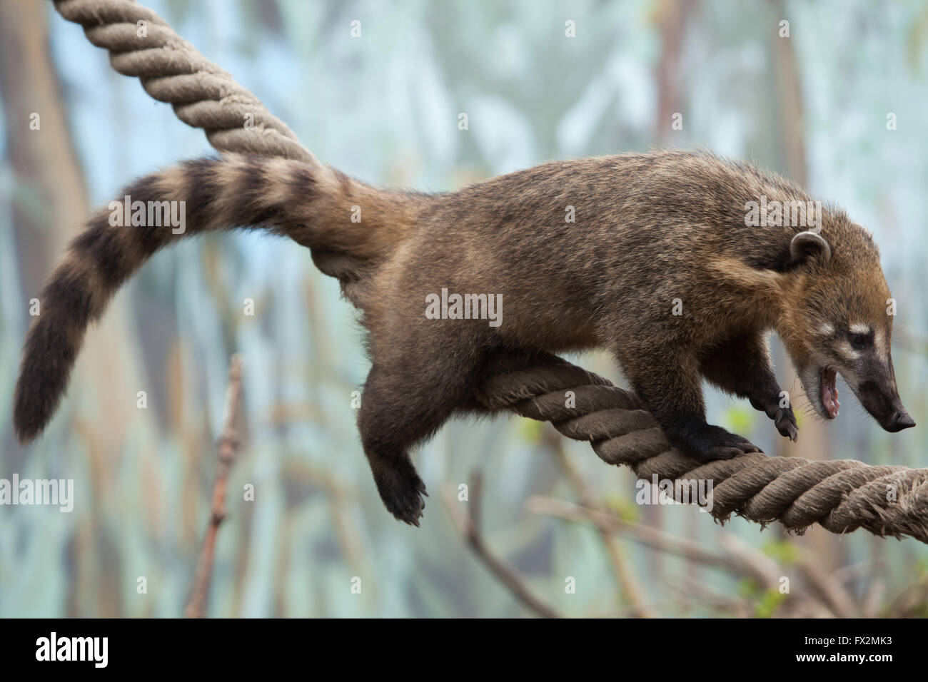 South American coati (Nasua nasua), also known as the ring-tailed coati at Budapest Zoo in Budapest, Hungary. Stock Photo
