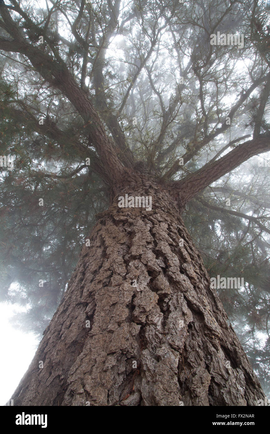 monterey pine monterey pine