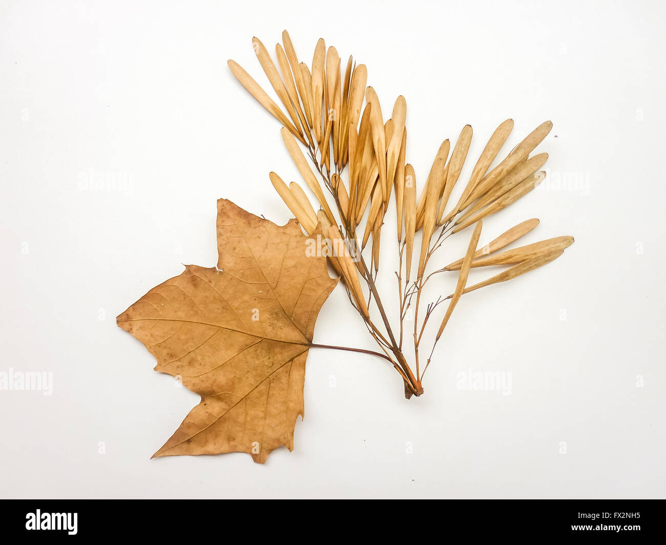 Isolated real photo dry dead brown leaves against white background ...