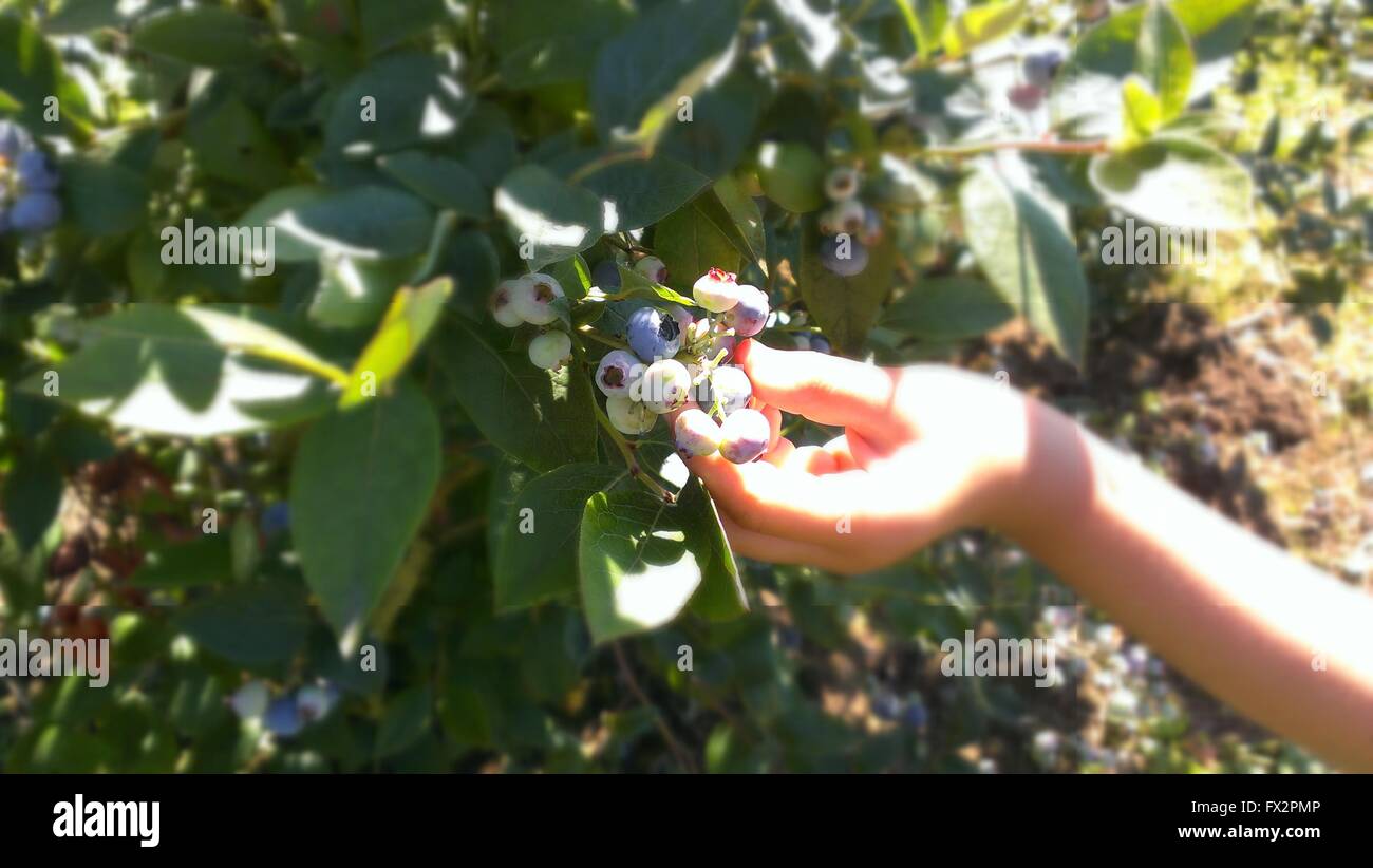Hand holding blueberries on the vine Stock Photo Alamy