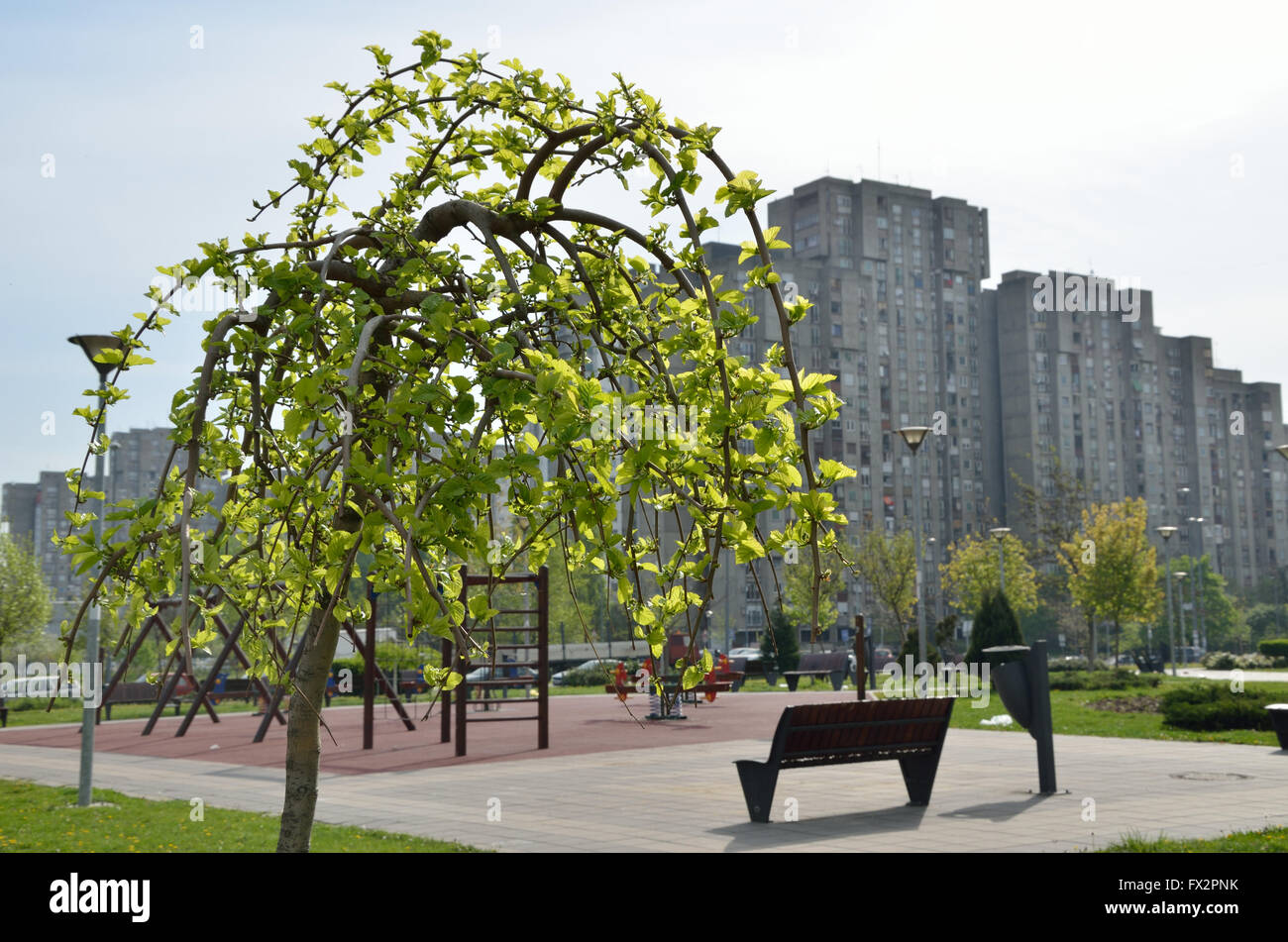 Young tree top in city park with residential buildings in background on ...