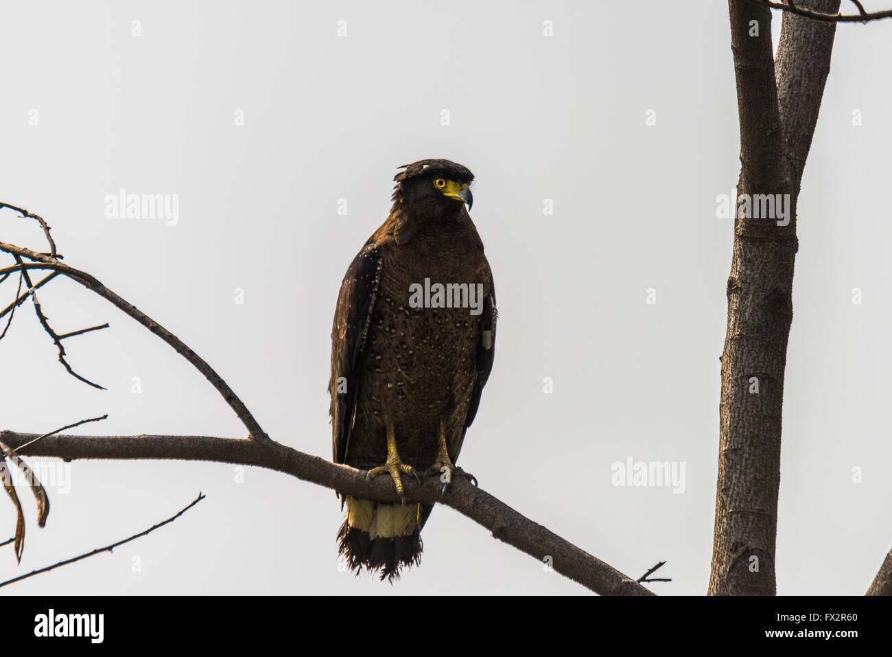 Gallery Detail: Crested Serpent Eagle Is A Medium Sized Bird Of Prey