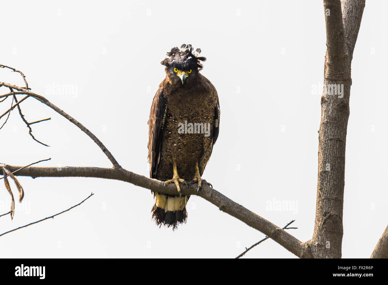 Photo inspiration: Visual Reference: Crested Serpent Eagle Is A Medium Sized Bird Of Prey