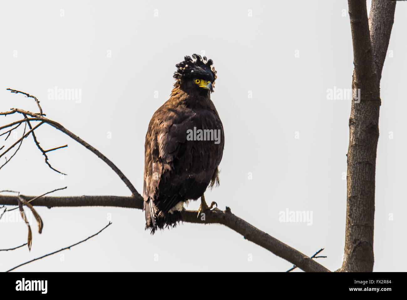 Curated visual reference: Habitat Designs For Medium Size Birds Reference: Crested Serpent Eagle Is A Medium Sized Bird Of Prey