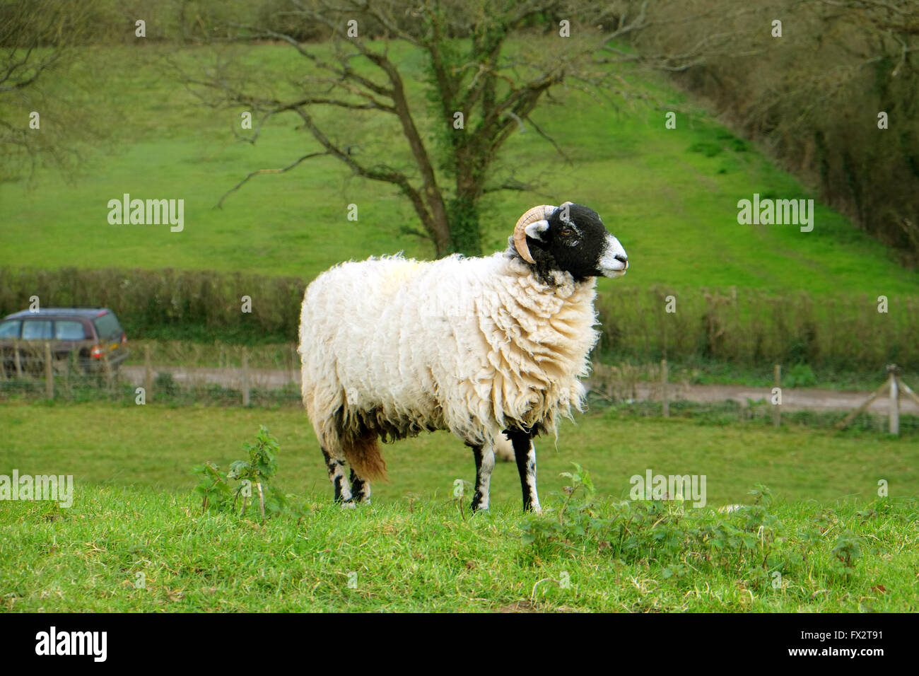 Horned male sheep on a grassy bank in rural Somerset, 9th April 2016 Stock Photo