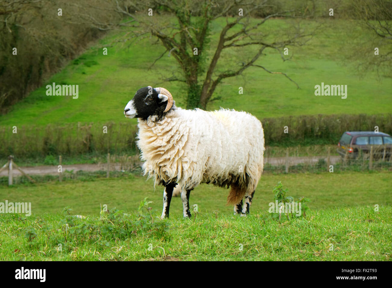 Horned male sheep on a grassy bank in rural Somerset, 9th April 2016 Stock Photo