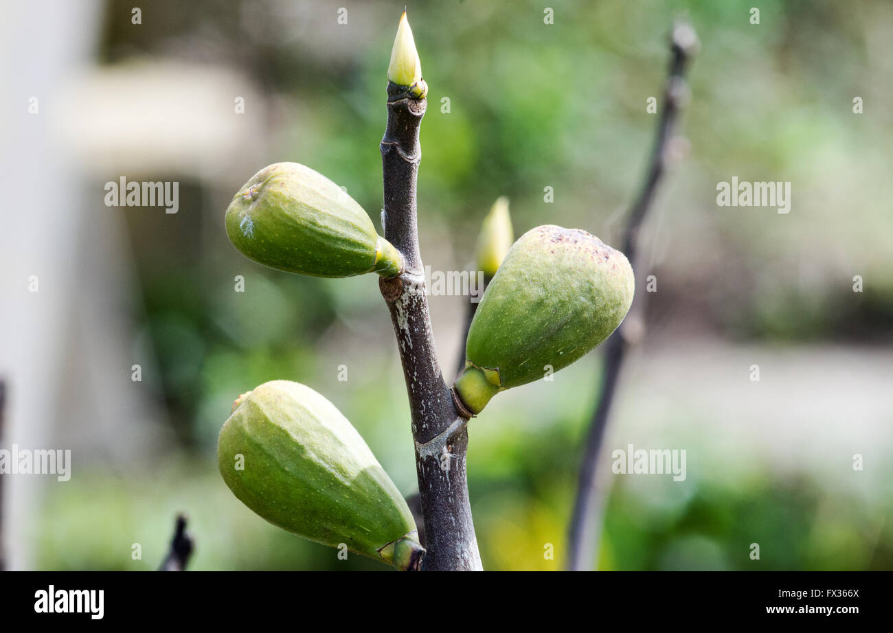 Peterborough, UK. 10th April, 2016 Nature early fruit on Fig tree