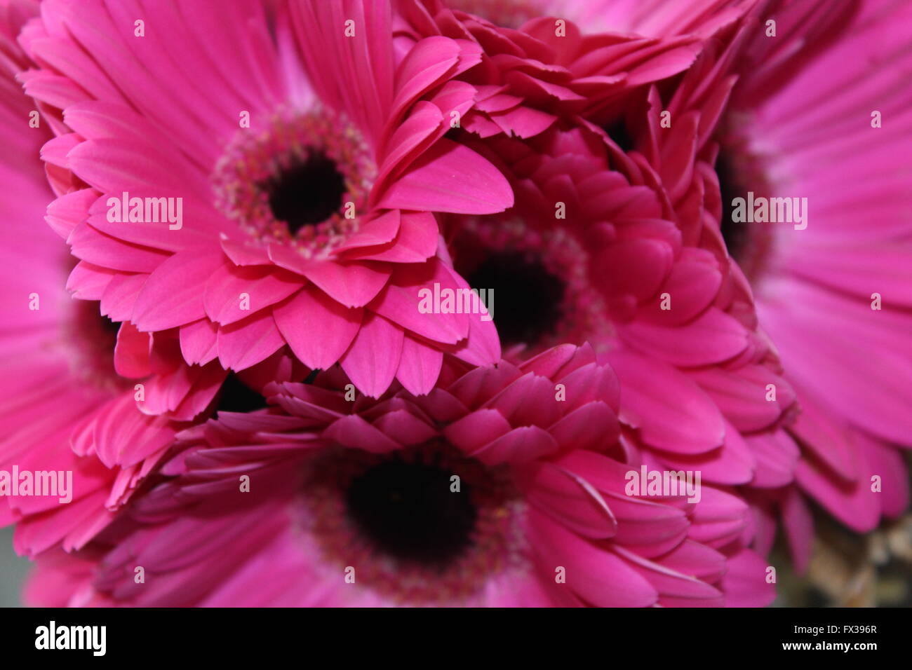 Purple Flower Close Up Stock Photo - Alamy