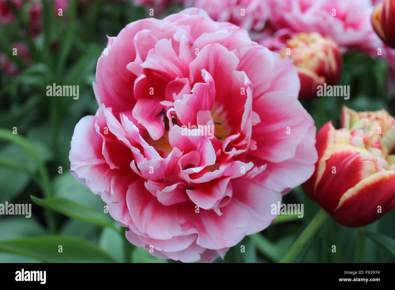Pink And Purple Tulip Flower Close Up Stock Photo - Alamy