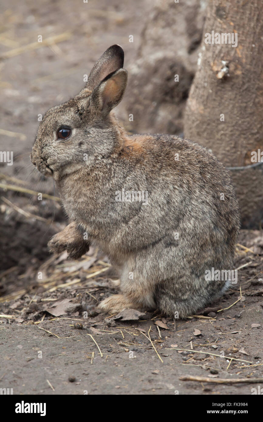 European rabbit (Oryctolagus cuniculus), also known as the common ...