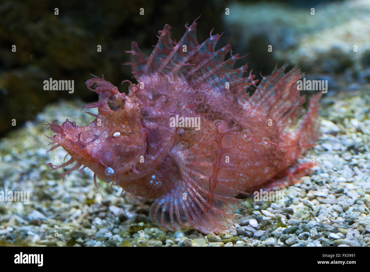 Weedy scorpionfish (Rhinopias frondosa), also known as the popeyed scorpionfish at Budapest Zoo in Budapest, Hungary. Stock Photo