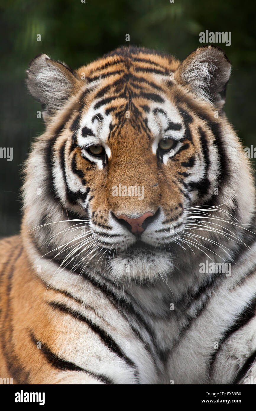 Siberian tiger (Panthera tigris altaica), also known as the Amur tiger at Budapest Zoo in Budapest, Hungary. Stock Photo