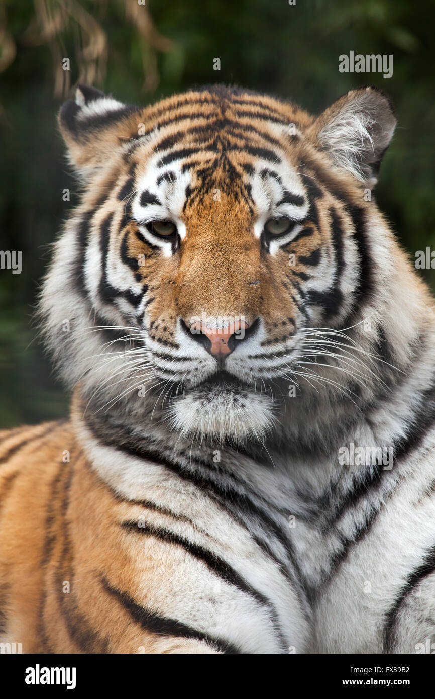 Siberian tiger (Panthera tigris altaica), also known as the Amur tiger at Budapest Zoo in Budapest, Hungary. Stock Photo