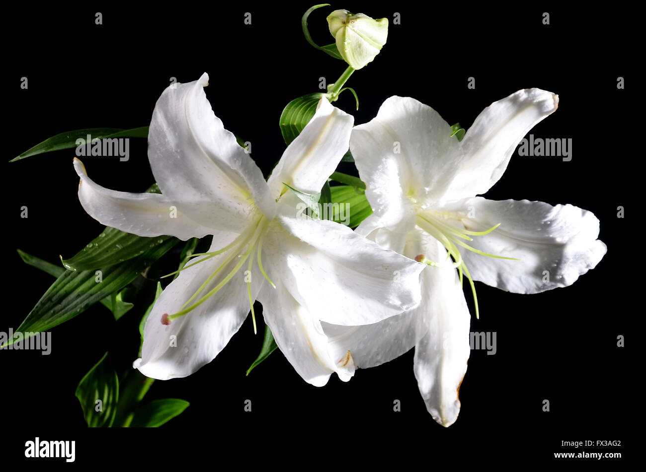 Lily flowers, look beautiful from top angle and side light effect using