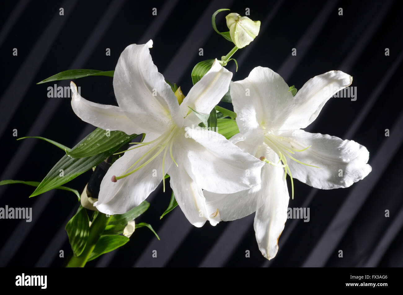 Lily flowers, look beautiful from top angle and side light effect using ...