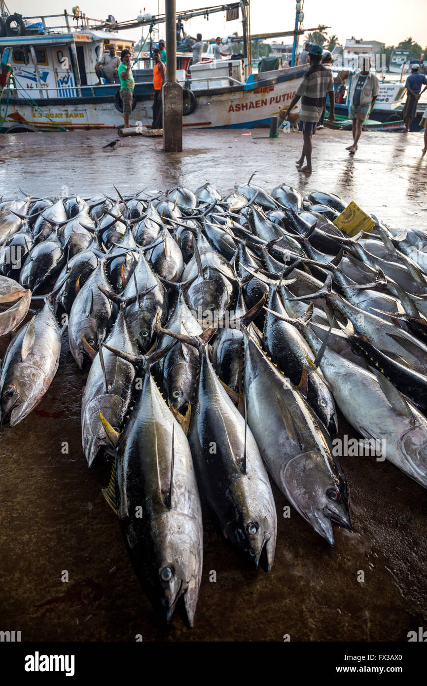 Big fish harvest (import to Japan), Fishing port, Negombo lagoon, Negombo, Sri Lanka, Indian Ocean, Asia Stock Photo