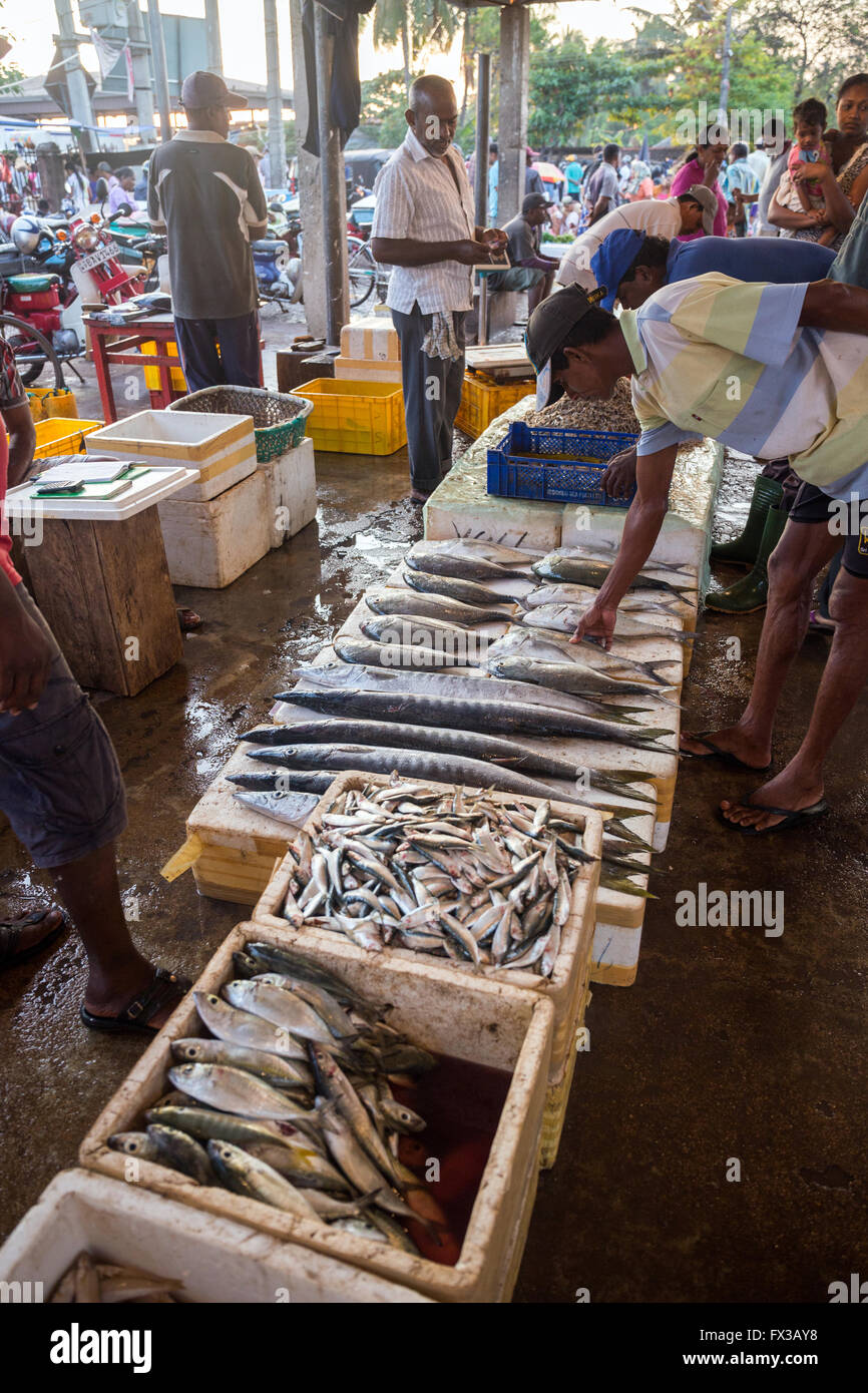 Fish for sale at Negombo fish market (Lellama fish market), Negombo, Sri Lanka, Asia Stock Photo