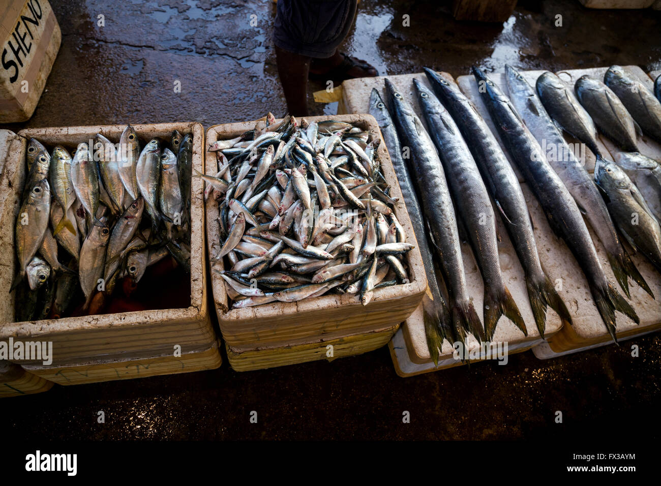 Fish for sale at Negombo fish market (Lellama fish market), Negombo, Sri Lanka, Asia Stock Photo