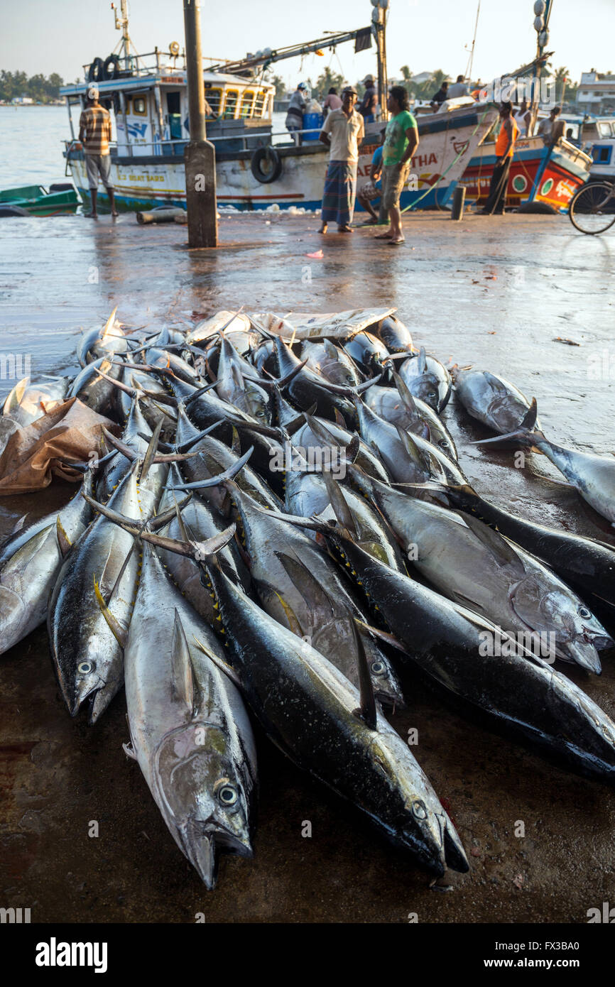 Big Fish Harvest Import To Japan Fishing Port Negombo Lagoon Negombo Sri Lanka Indian Ocean Asia Stock Photo Alamy