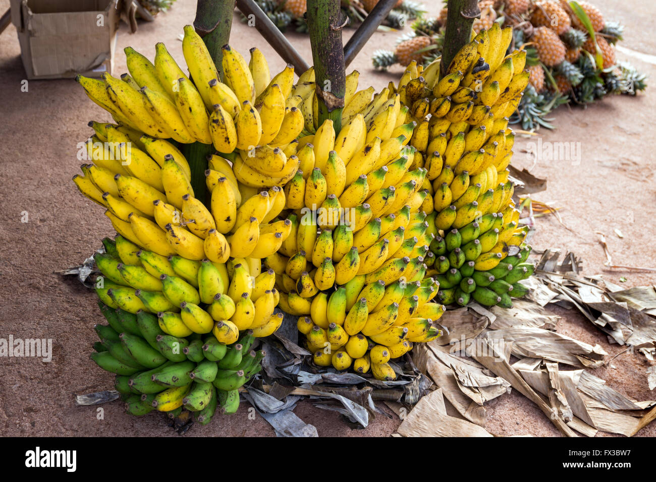 bunch of bananas on the market for sale, Colombo,  Sri Lanka, Asia Stock Photo