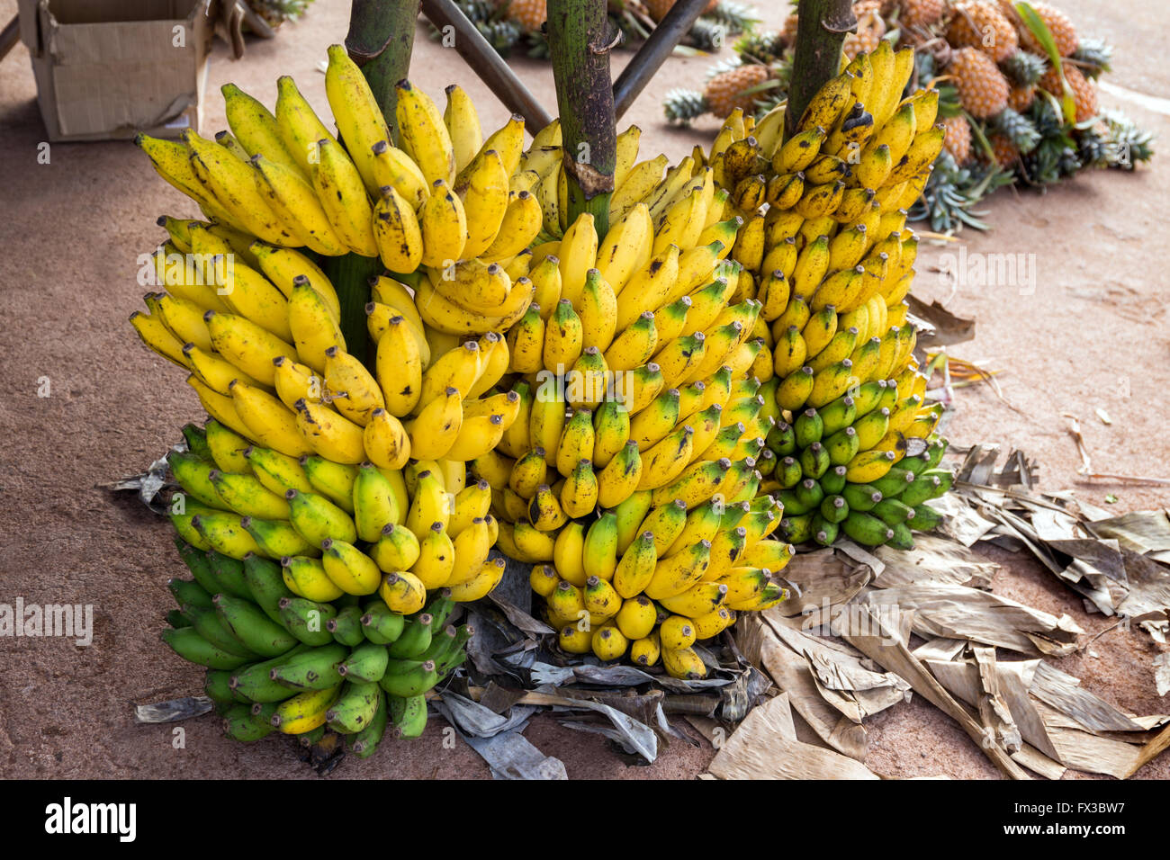 bunch of bananas on the market for sale, Colombo, Sri Lanka, Asia Stock