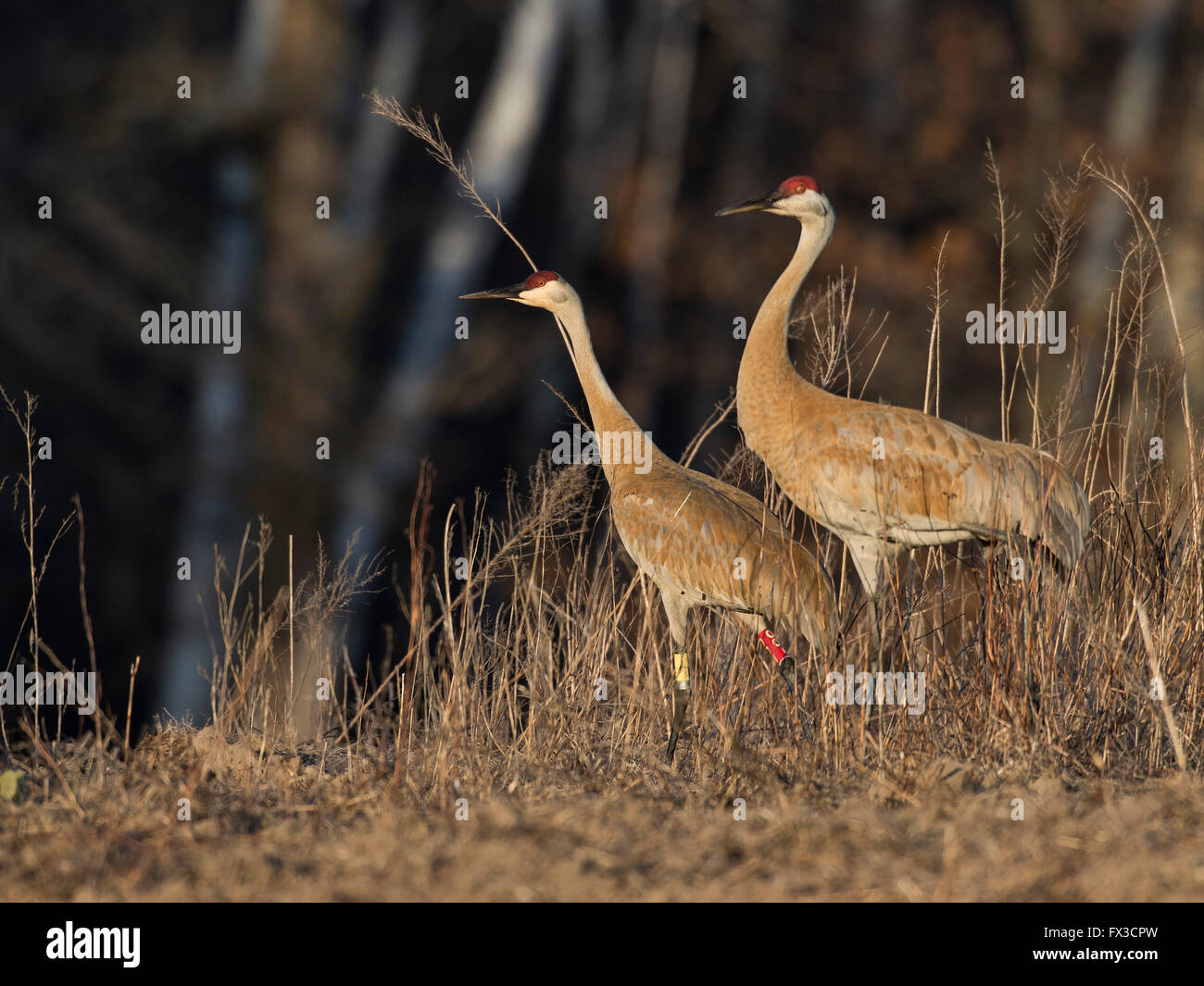 Sandhill Cranes in the spring in Minnesota Stock Photo Alamy