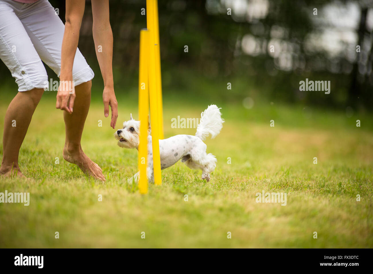 Cute little dog doing agility drill running slalom, being obediend and making his master proud