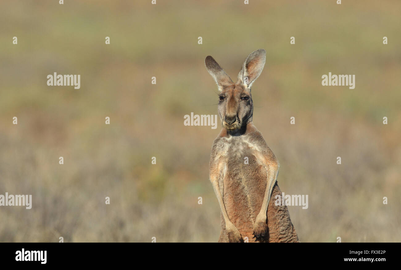 Female Red Kangaroo, Macropus rufus, in arid outback Australia with out of focus background and copy space.   Photo CHRIS ISON Stock Photo
