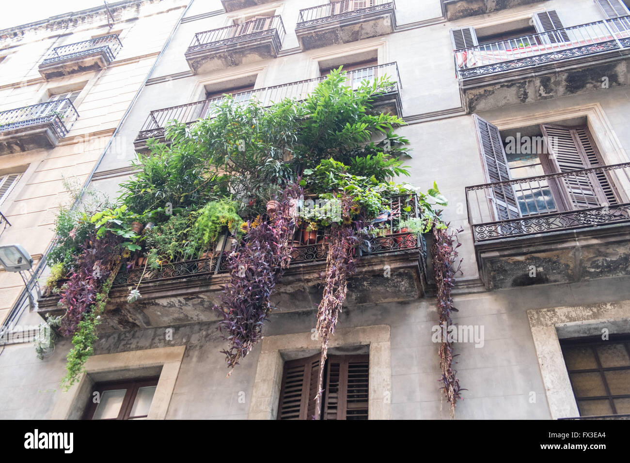 Green fingered balcony covered in hanging plants baskets, in University area,Raval, Barcelona,Catalonia,Spain,Europe. Stock Photo