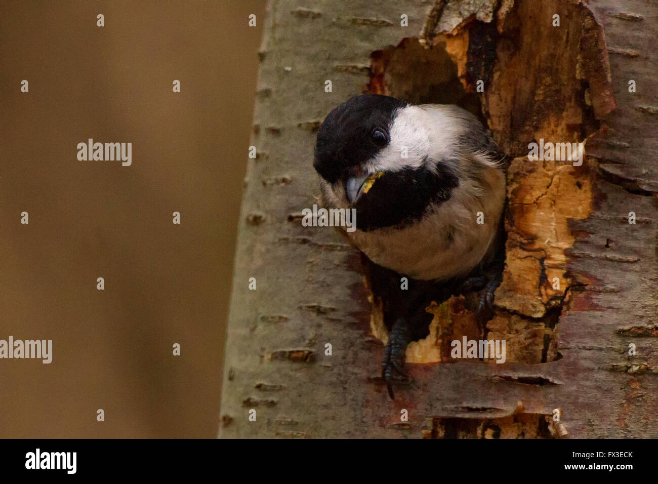 chickadee peering out of a tree Stock Photo