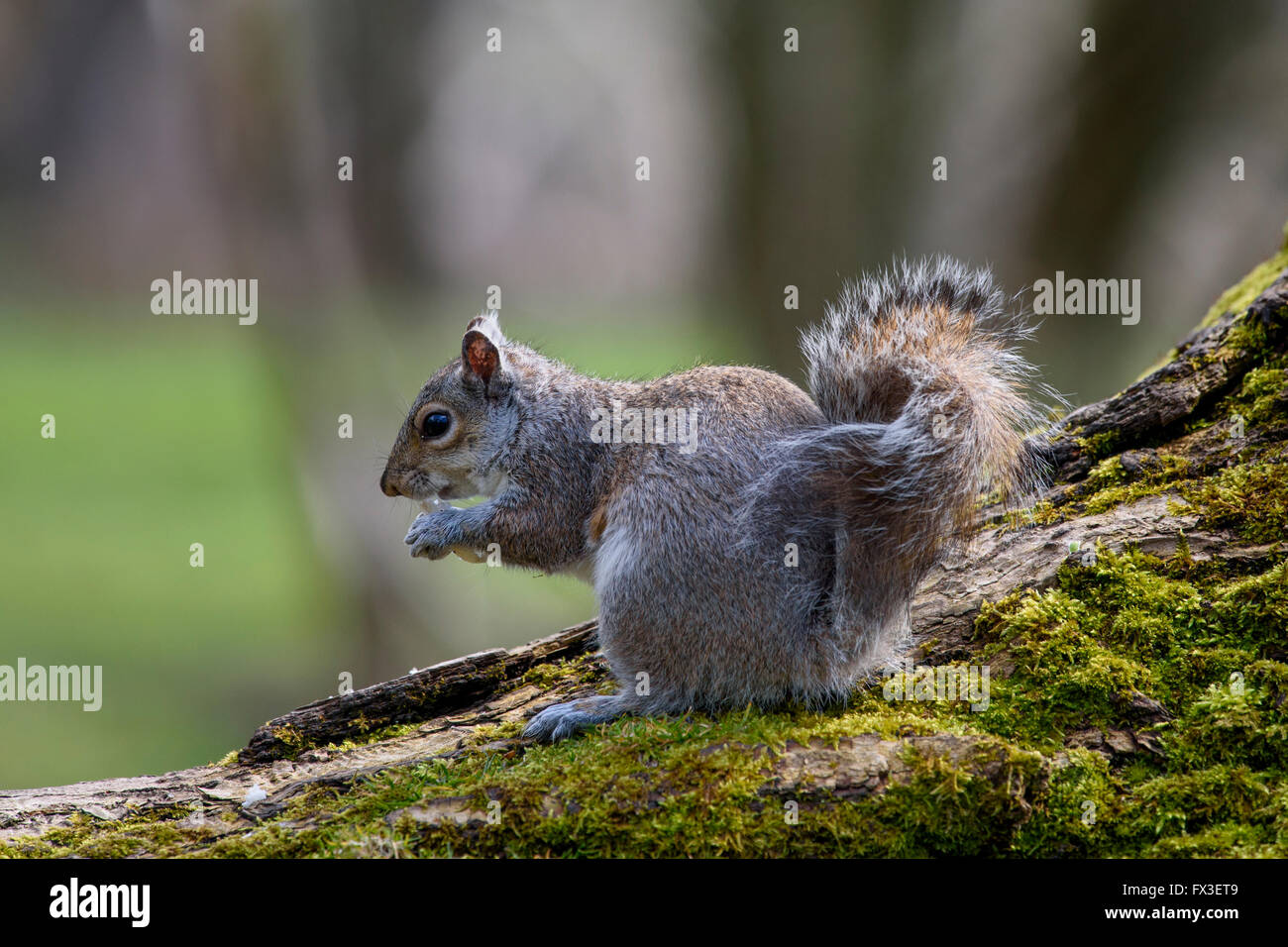 Grey Squirrel eating whilst sitting on a moss covered log in Stanley Park, Blackpool, UK Stock Photo