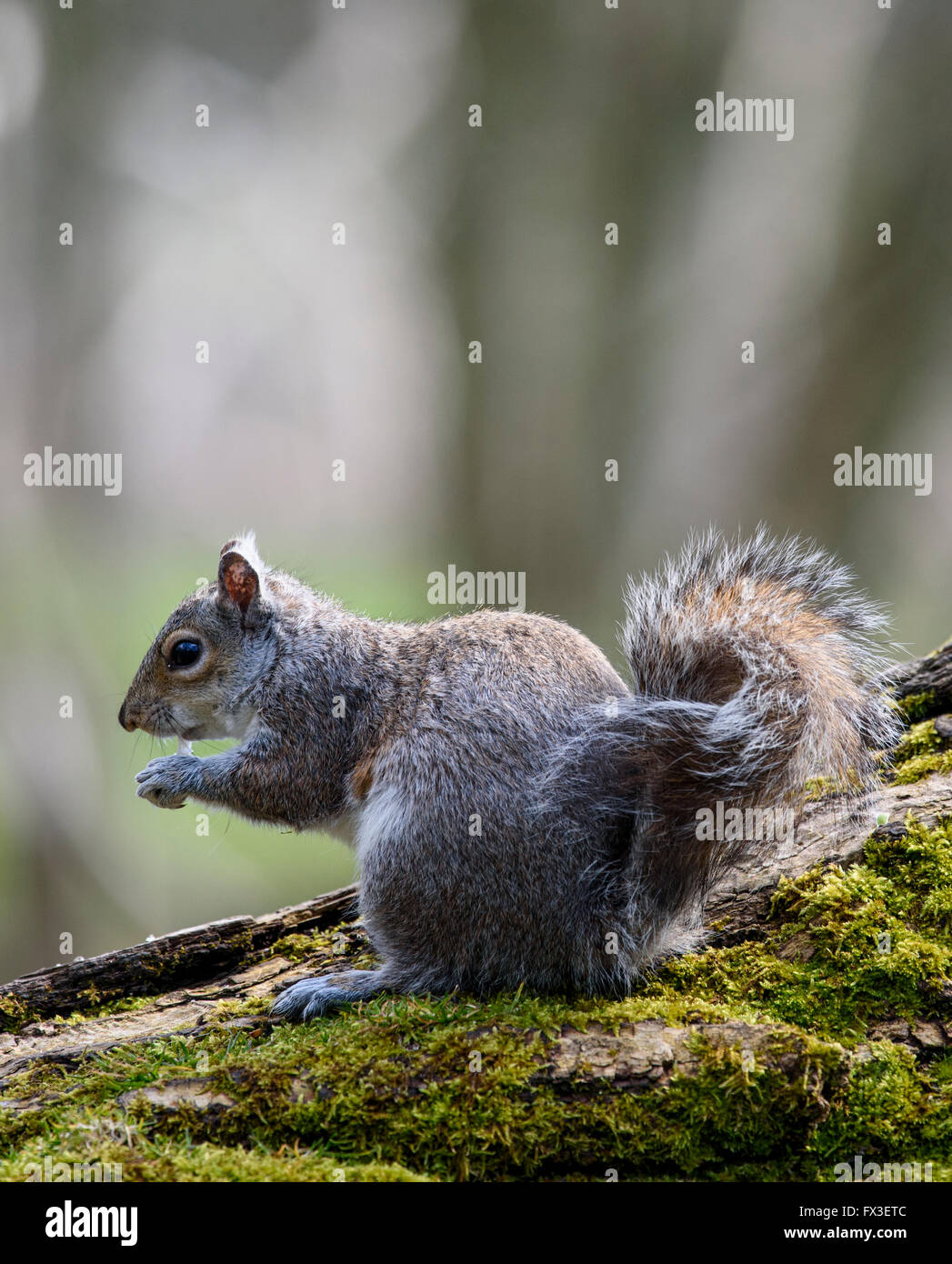 Grey Squirrel eating whilst sitting on a moss covered log in Stanley Park, Blackpool, UK Stock Photo