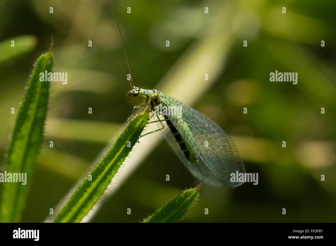 Perla Insect A Green Lacewing (Chrysopa perla) on a plant leaf Stock Photo - Alamy