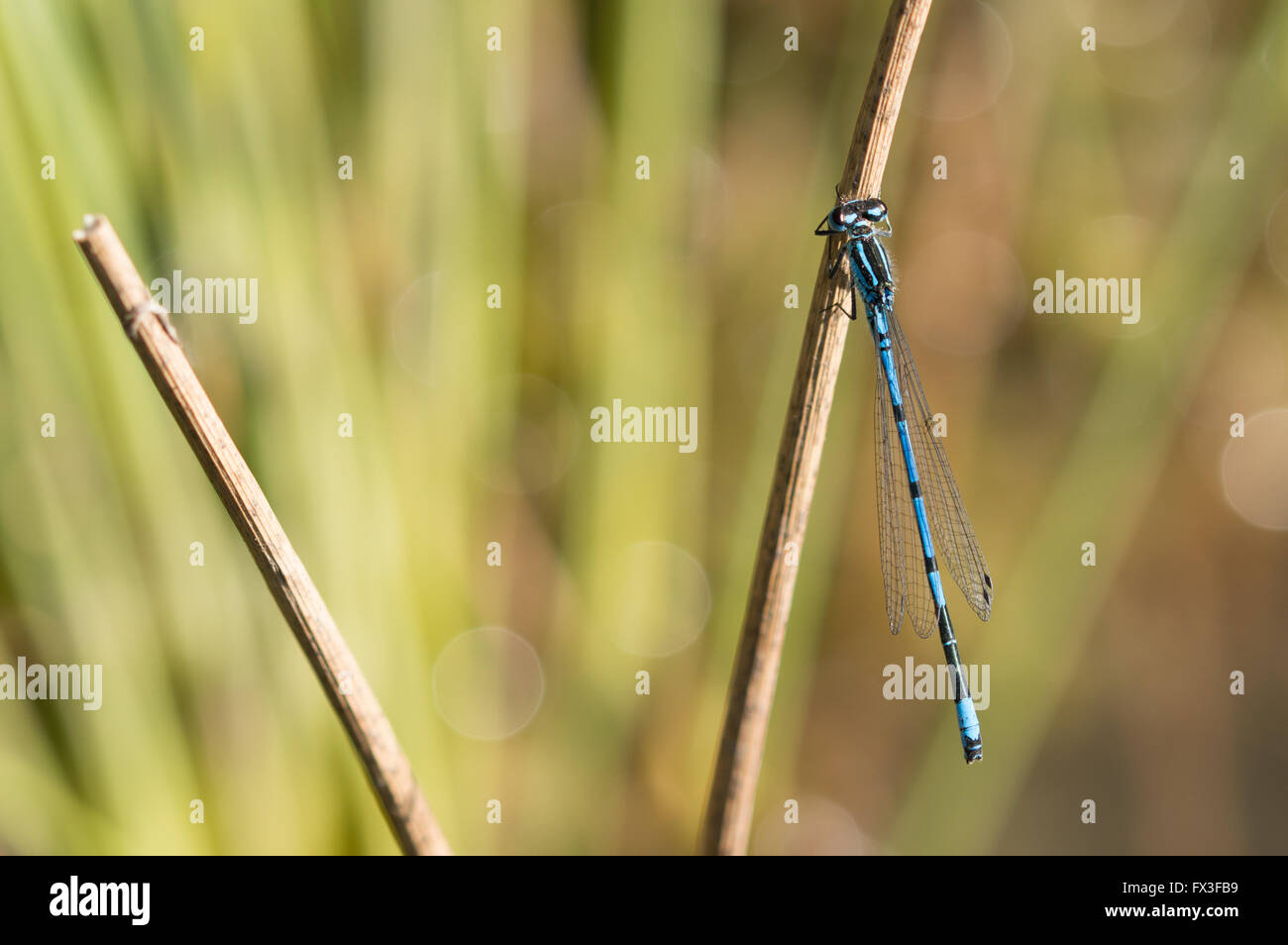 A male Common Blue Damselfly (Enallagma cyathigerum) on a dry reed stem. Stock Photo