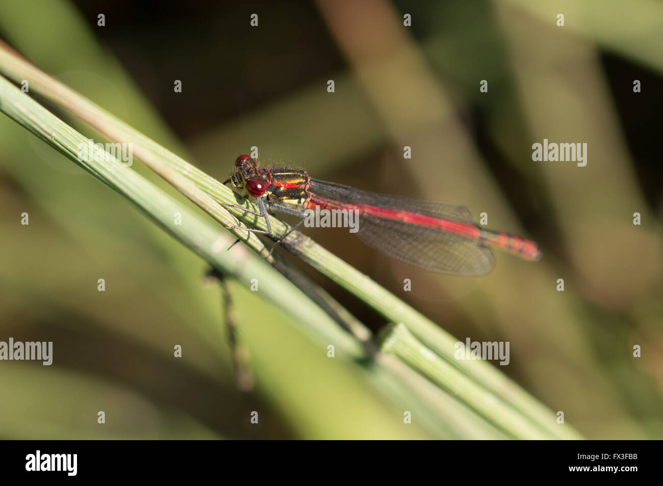 A male Large Red Damselfly (Pyrrhosoma nymphula) on a plant stem Stock ...