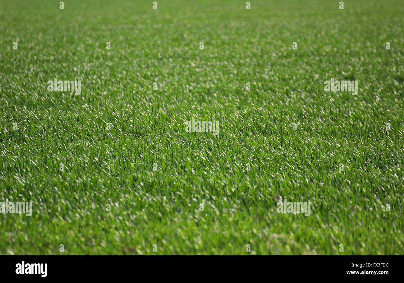 Flat grass field Stock Photo Alamy