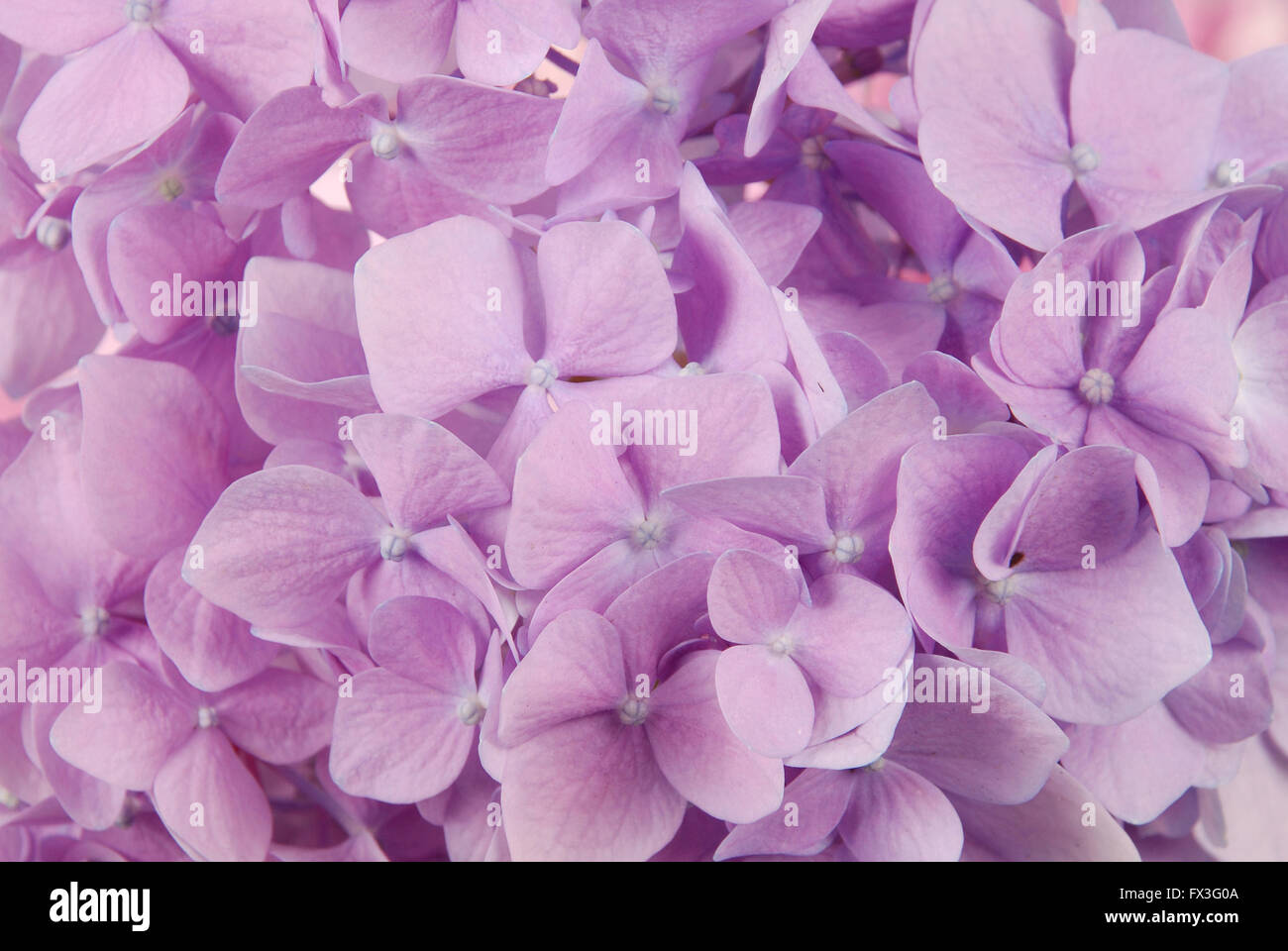 Beautiful purple hydrangeas flower background. Natural color. Stock Photo