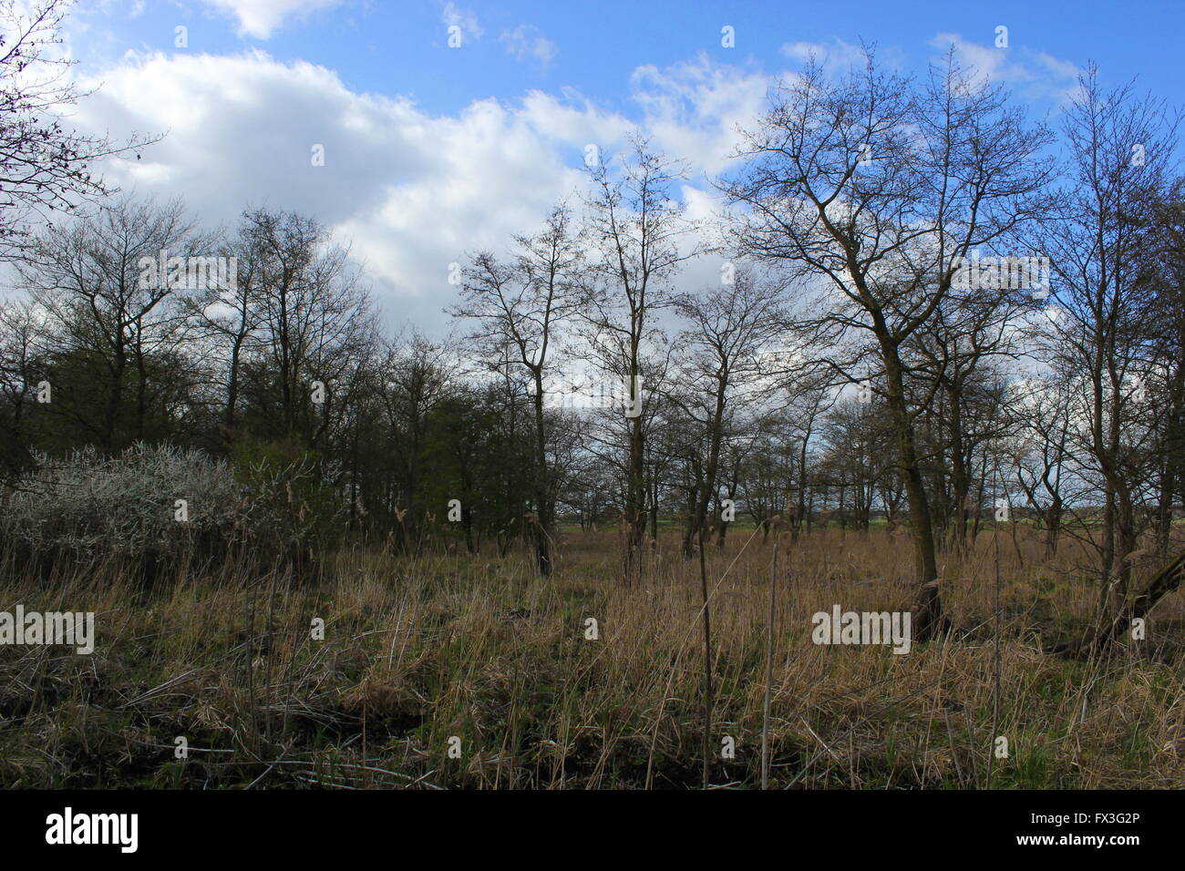 Mire near Greifswald, Mecklenburg-Vorpommern, Germany. Stock Photo