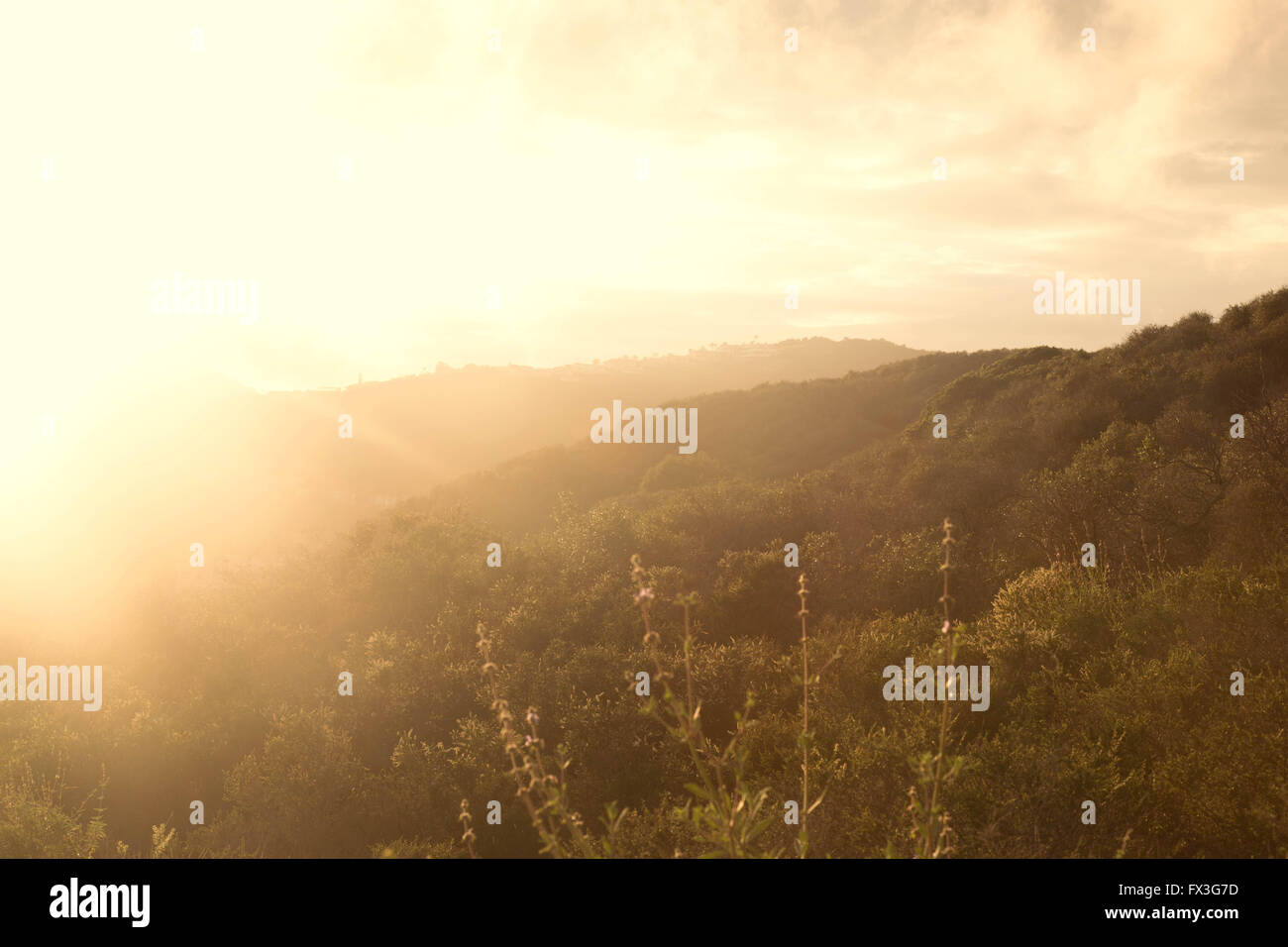 Sun over green hill in Temescal Canyon. Soft light and flowers in the foreground. Stock Photo