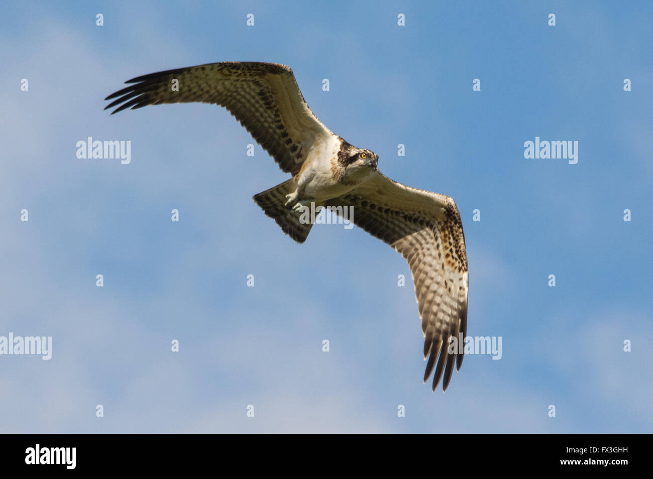 Osprey in flight against blue sky Stock Photo - Alamy