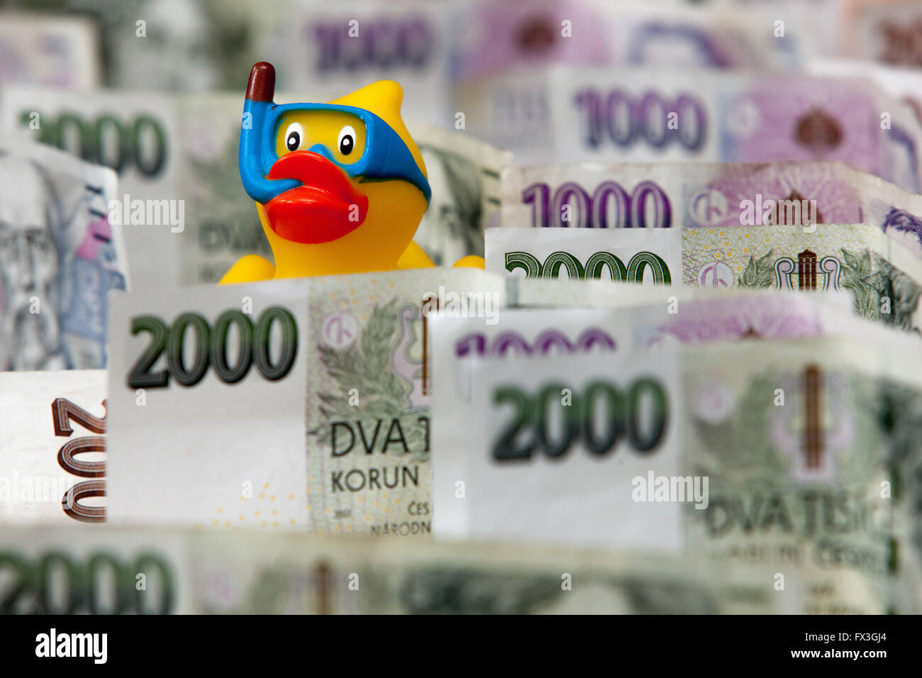 Czech paper money and a rubber duck in the goggles, snorkel Stock Photo