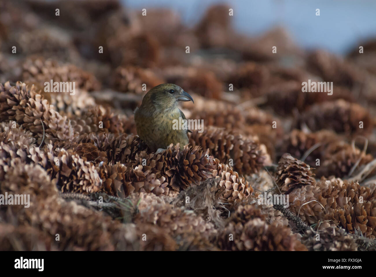 Female white-winged crossbill, Loxia leucoptera, foraging among a pile of spruce cones in St Albert, Alberta, Canada Stock Photo