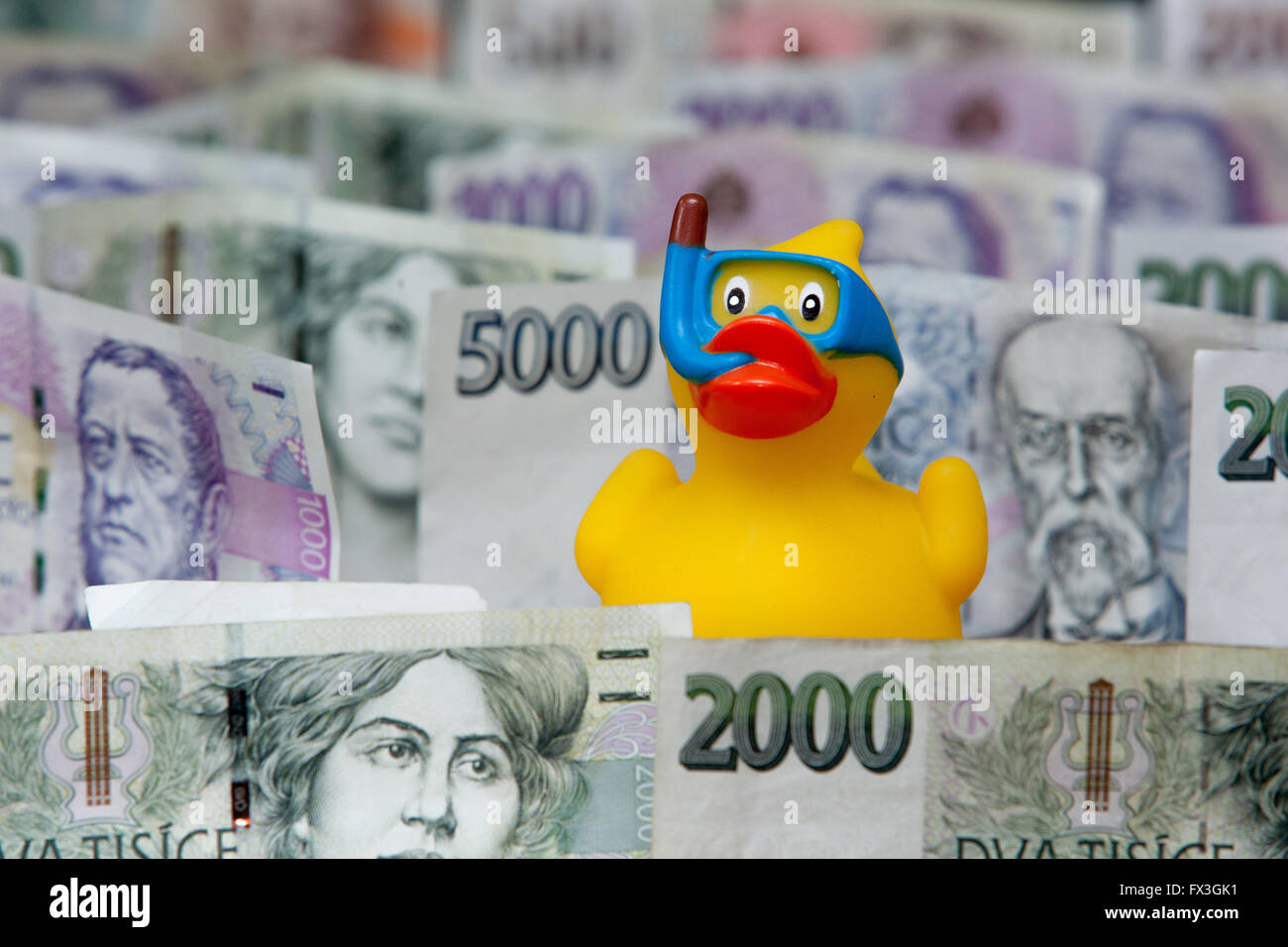 Czech paper money and a rubber duck in the goggles, snorkel Stock Photo