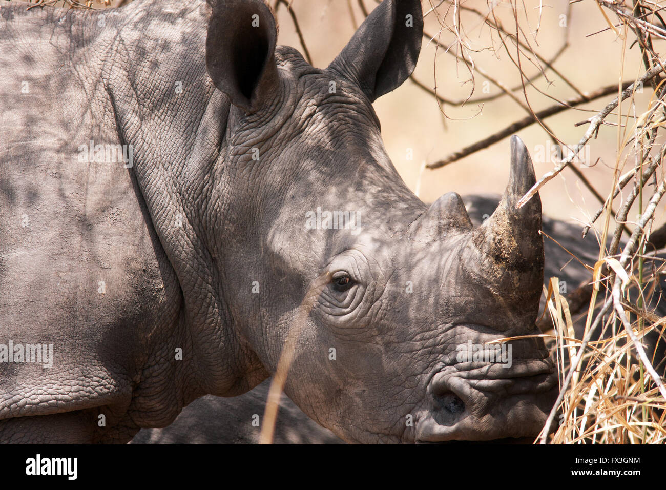 Photograph by © Jamie Callister. Some of the last remaining fifteen White Rhino, Uganda Stock Photo