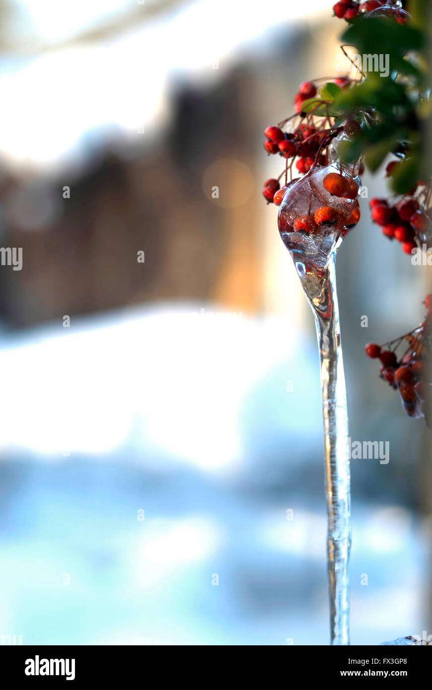 Icicle on berries / Winter Stock Photo
