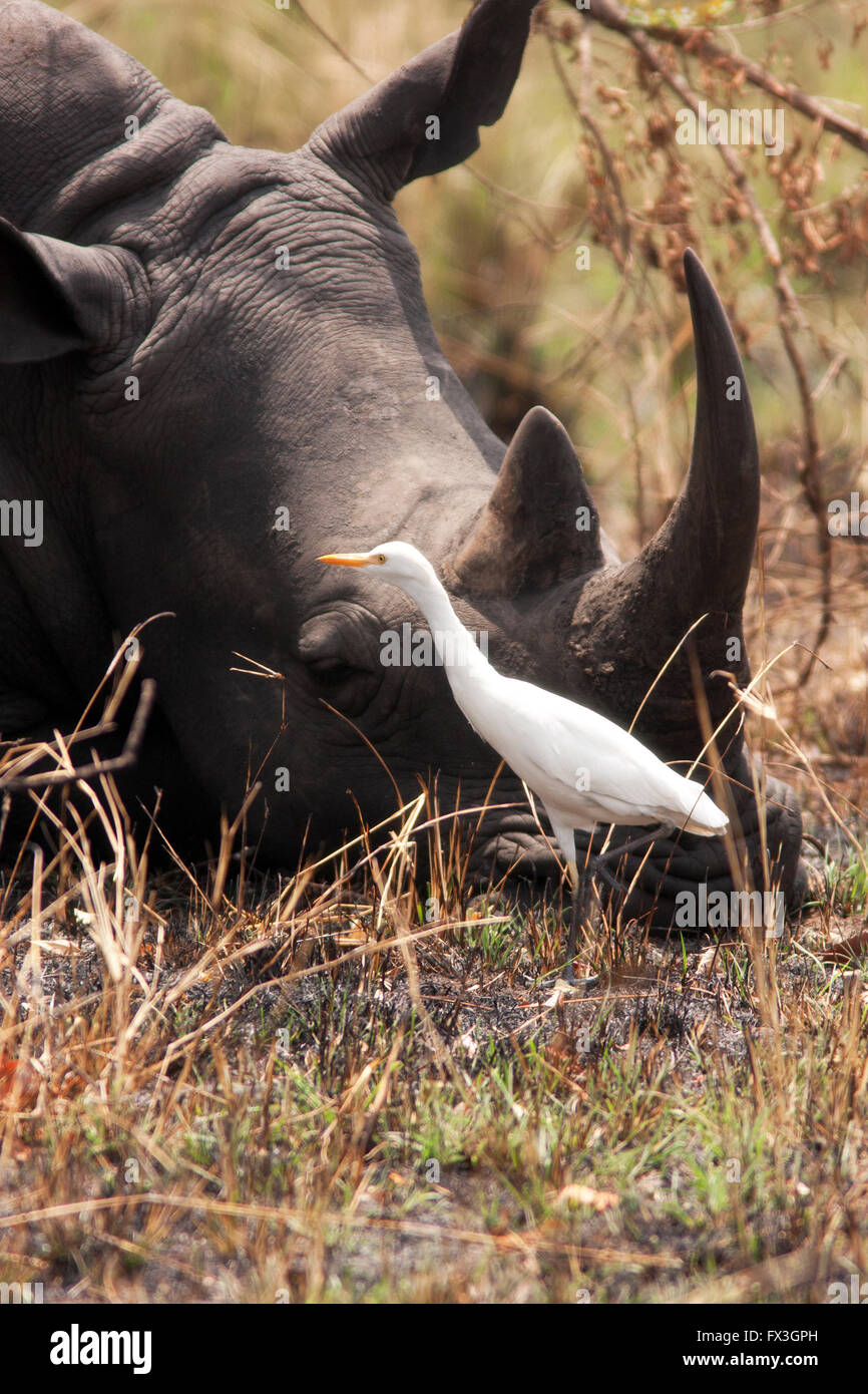 Photograph by © Jamie Callister. Some of the last remaining fifteen White Rhino, Uganda Stock Photo