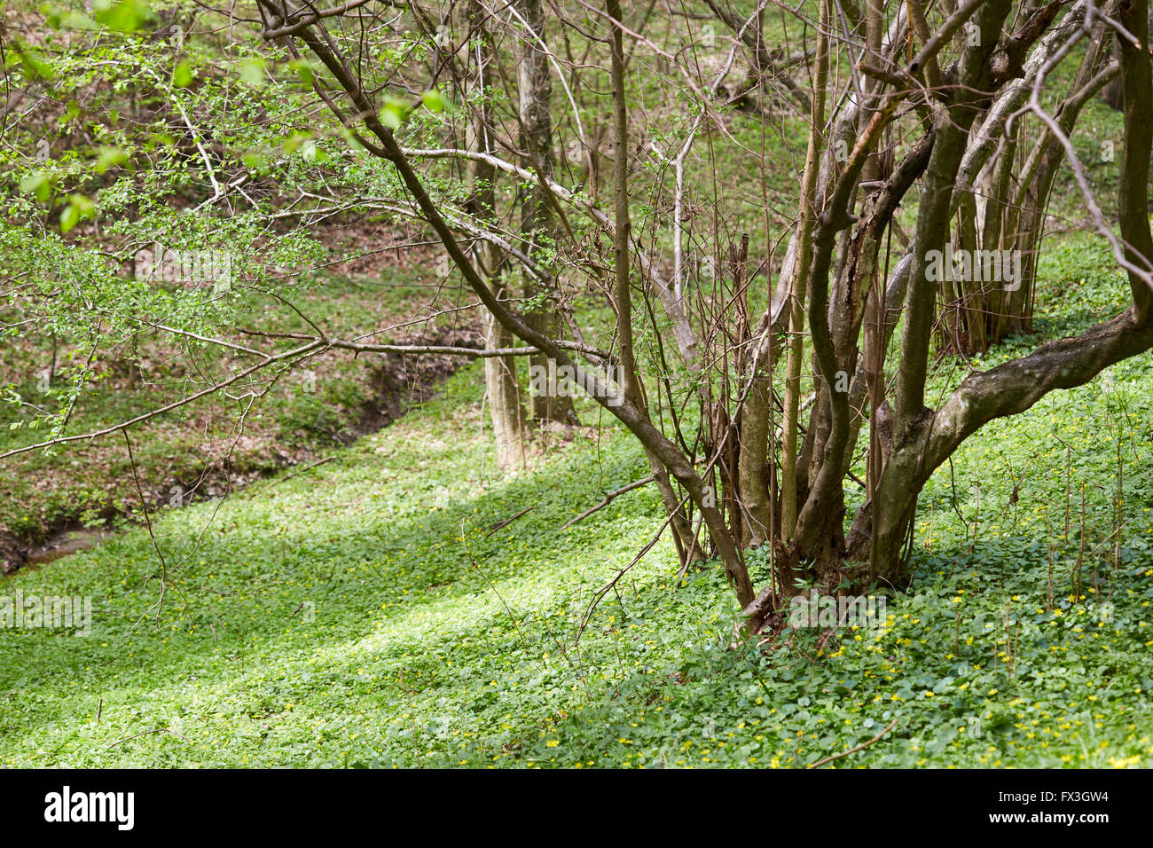 A small celandine field in the forest among trees Stock Photo