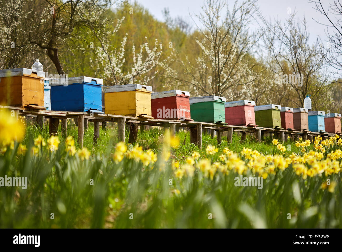 A row of bee hives in a field of flowers with an orchard behind Stock Photo